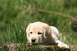 LABRADOR 1164